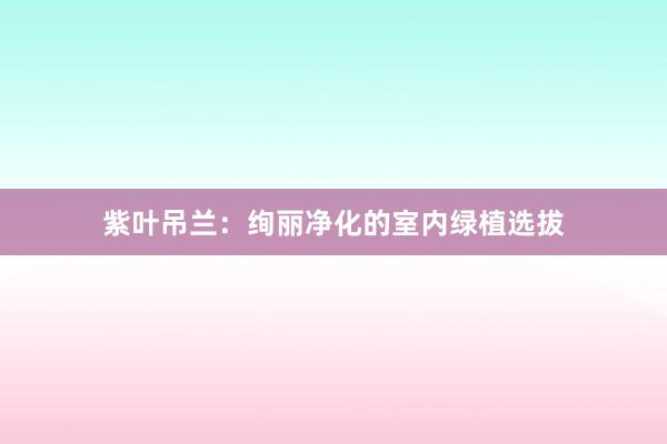 紫叶吊兰：绚丽净化的室内绿植选拔